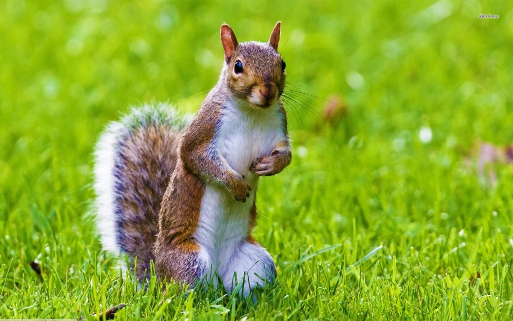 Squirrel HD Wallpapers & Pictures